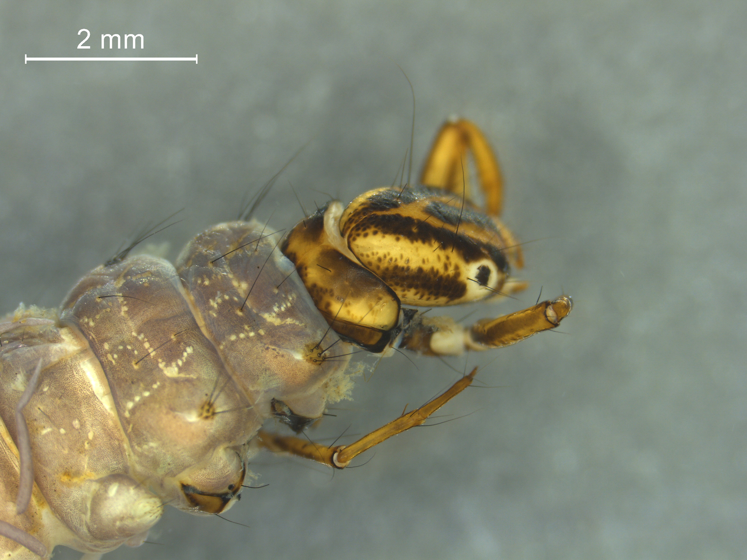 Agrypnia pagetana